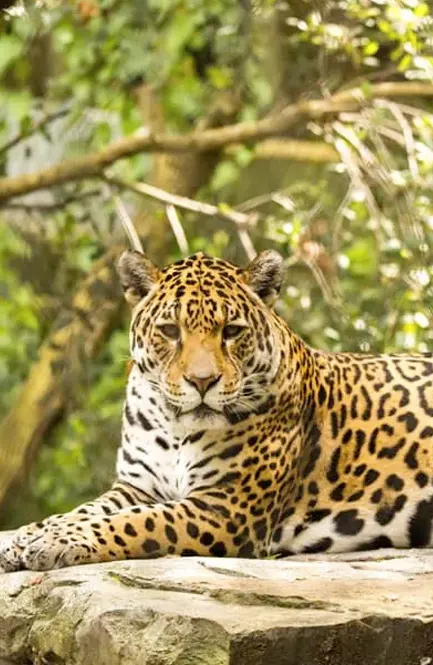 BREATHTAKING PERUVIAN WILDLIFE 4 DAYS / 3 NIGHTS