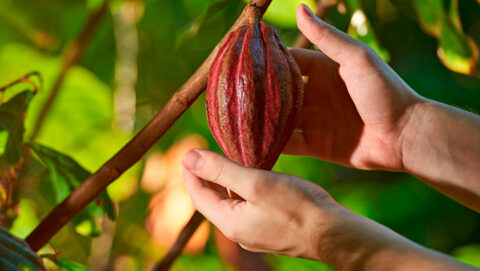 Cacao tree, Cusco jungle