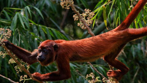 Curious monkey in Amazon