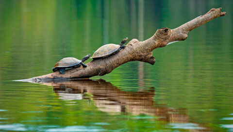 turtles in the rainforest river