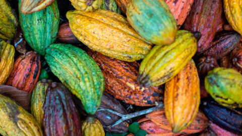Cacao fruit in Peruvian jungle, Cusco
