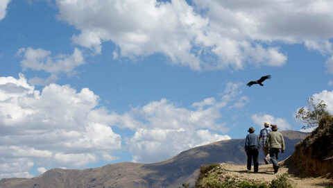 Condor Sighting in Chonta