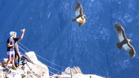 the flying of the Andean condor