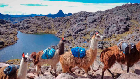 Lamas crossing mountains in Lares trek.