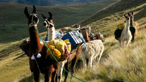Lamas in the Lares path