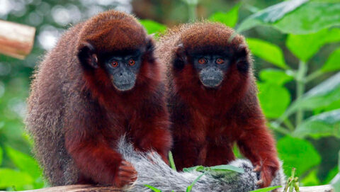 Peru monkeys in Peru Amazon