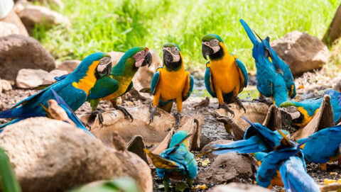 Luxury amazon, macaw flock