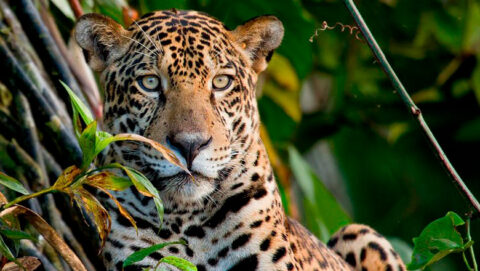 yaguar in the Peruvian jungle