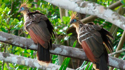 Peru Amazon tour - Birdwatching