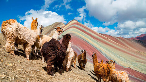 Llamas at Rainbow Mountain