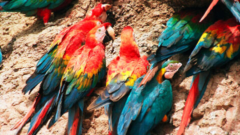 macaws Peru, into the Peruvian jungle
