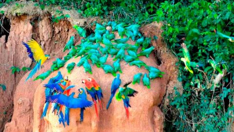 Macaw clay lick in Peru Amazon