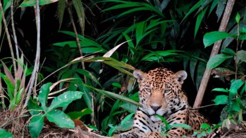 Peruvian wildlife - yaguar in the Peruvian jungle