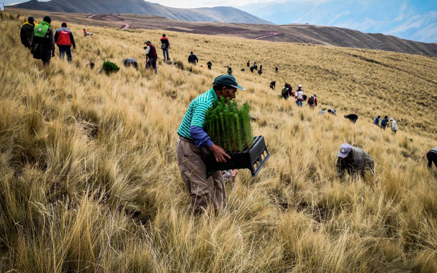 Reforestation campaign