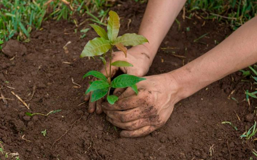 Reforestation campaign - planting a tree