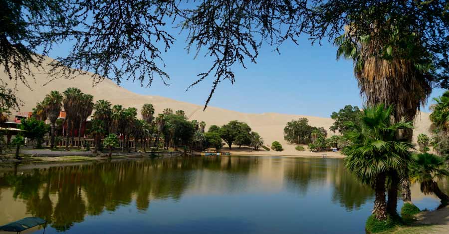 Huacachina oasis flora in Peru - Auri Peru