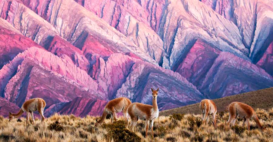 Serrania de Hornocal, rainbow mountains with beautiful Llamas, Auri Peru