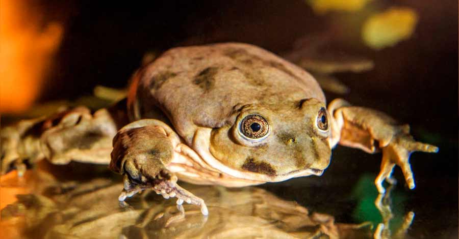 The lake Titicaca frog - Auri Peru