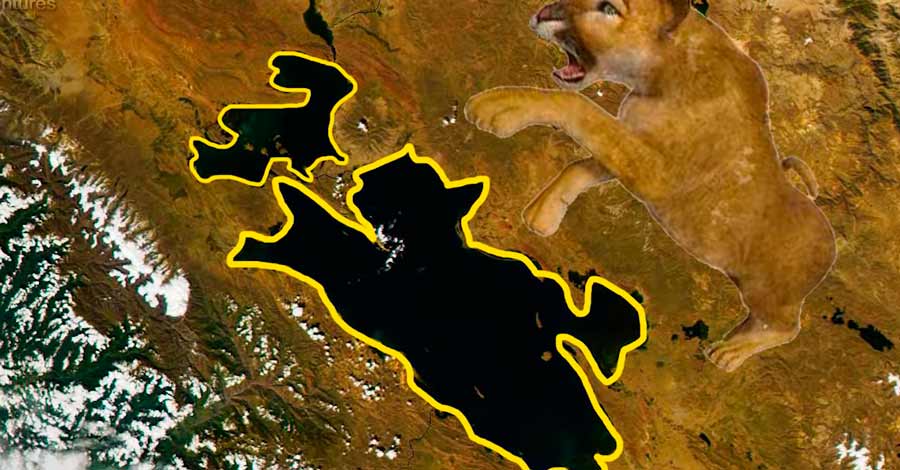 Puma form in titicaca lake, Auri Peru