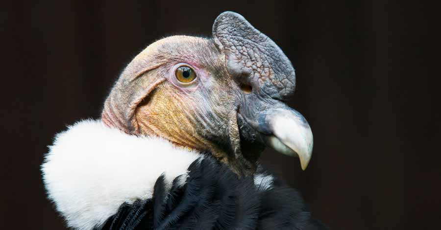 Andean Condor Peru - Auri Peru