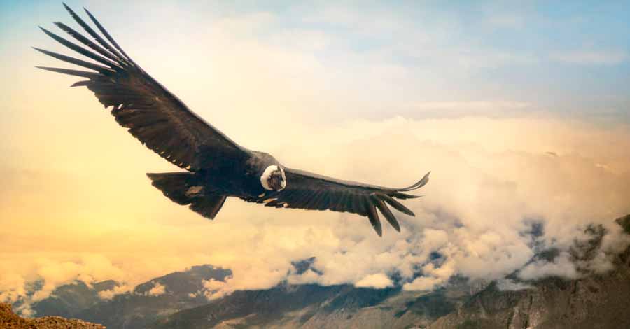 Andean Condor facts - Auri Peru