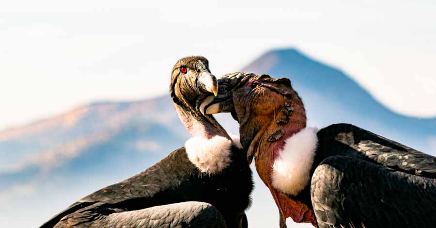 Andean condor couple