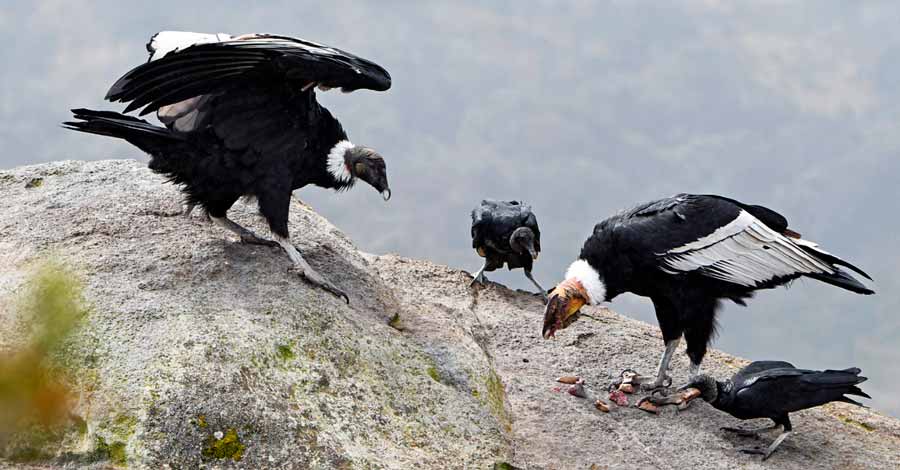 Andean Condor family