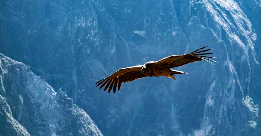 Andean condor flying in Colca Canyon
