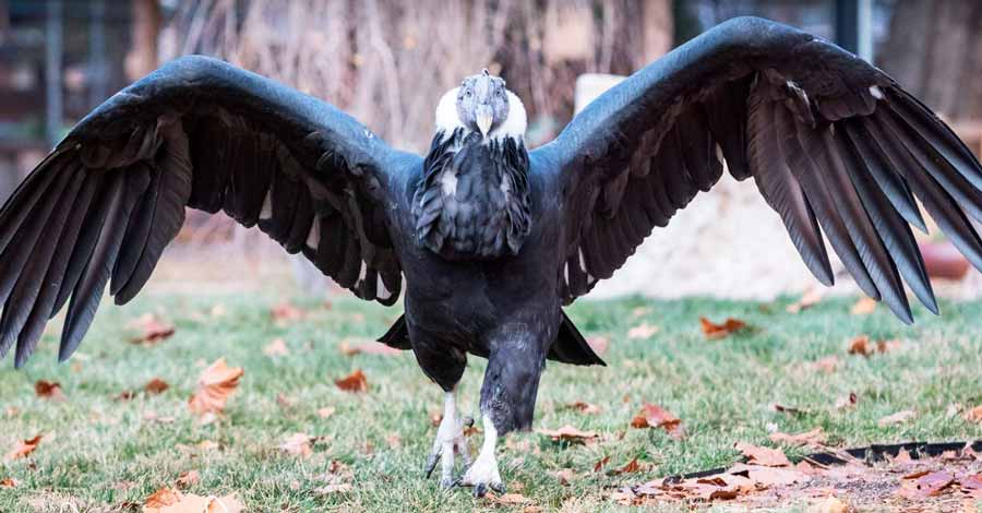 Andean condor wingspan