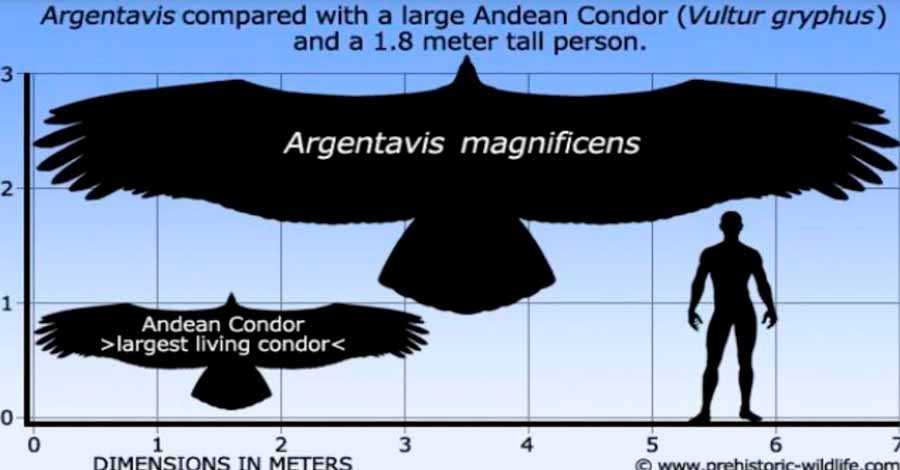 Argentavis magnificens and Andean condor comparation