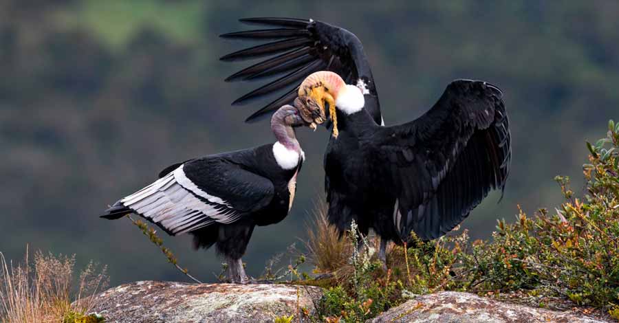 Male Andean condor dance - Auri Peru