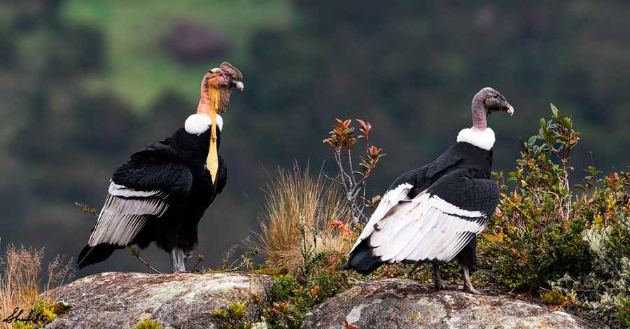 Male and female Condor in Arequipa