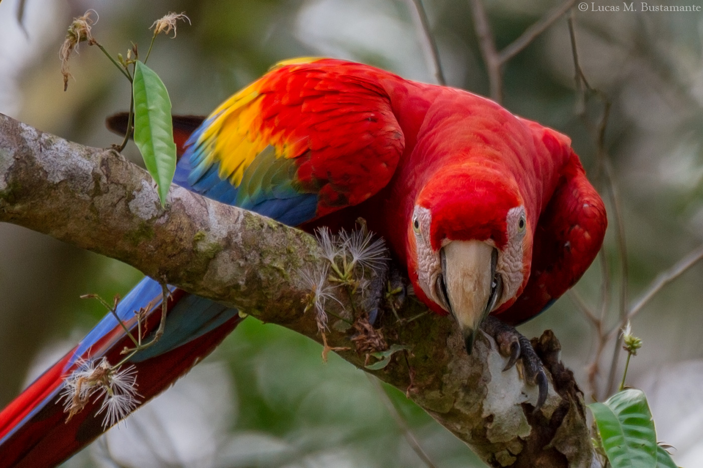 Fauna Macaws and parrots Lucas Bustamante 1
