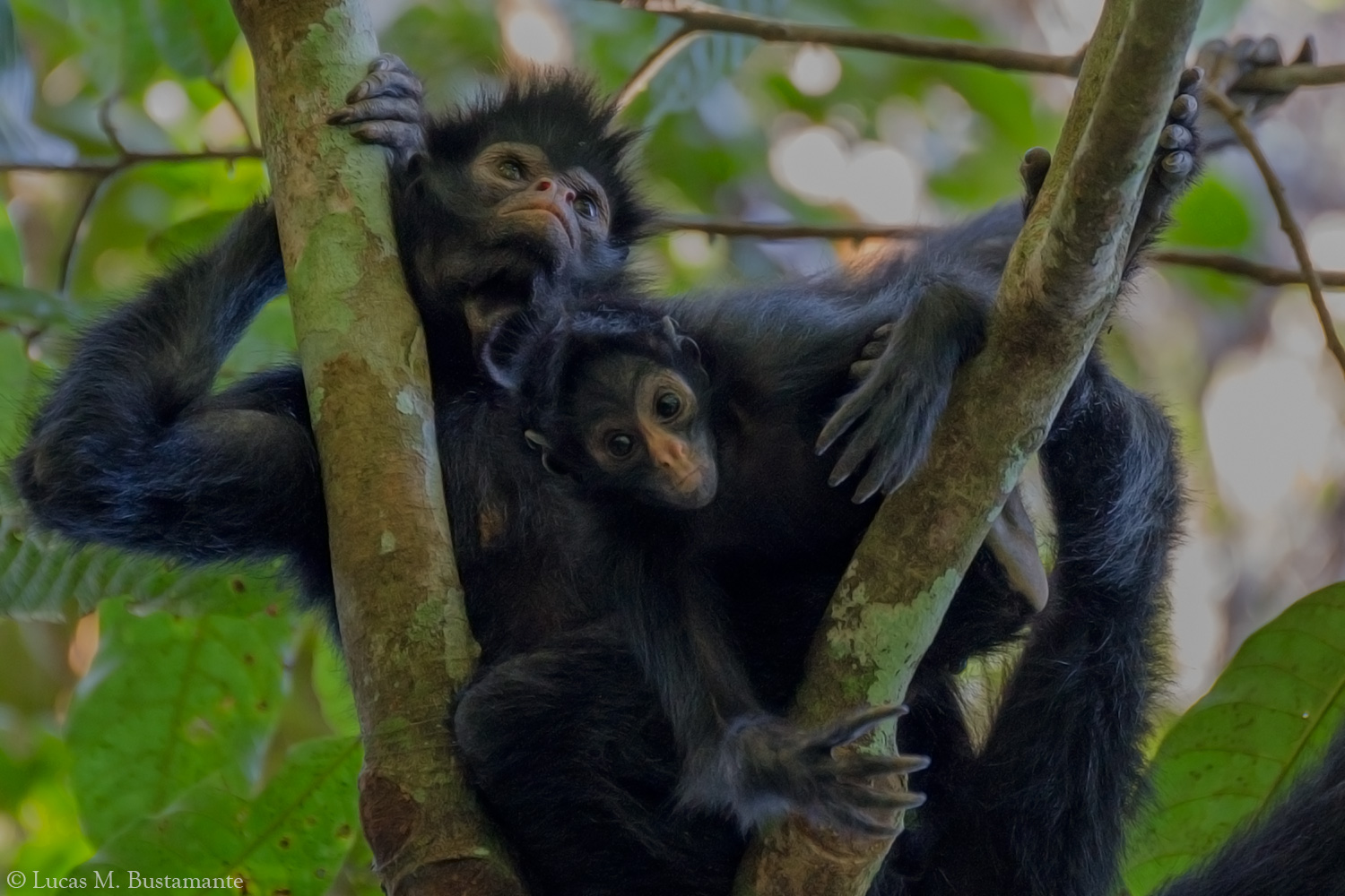 Fauna Mammals Lucas Bustamante 21