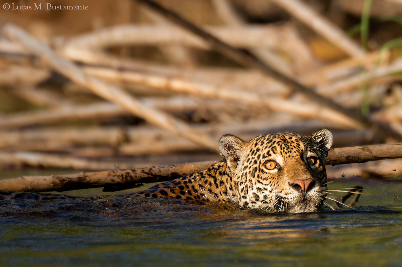 Jaguar Lucas Bustamante 19
