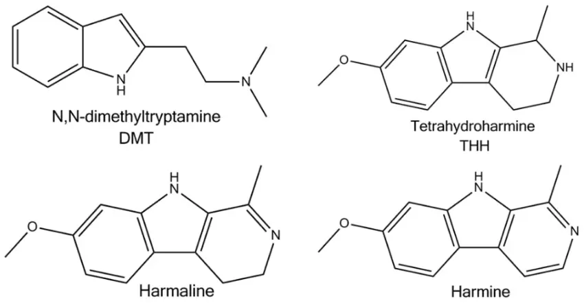 Components of ayahuasca