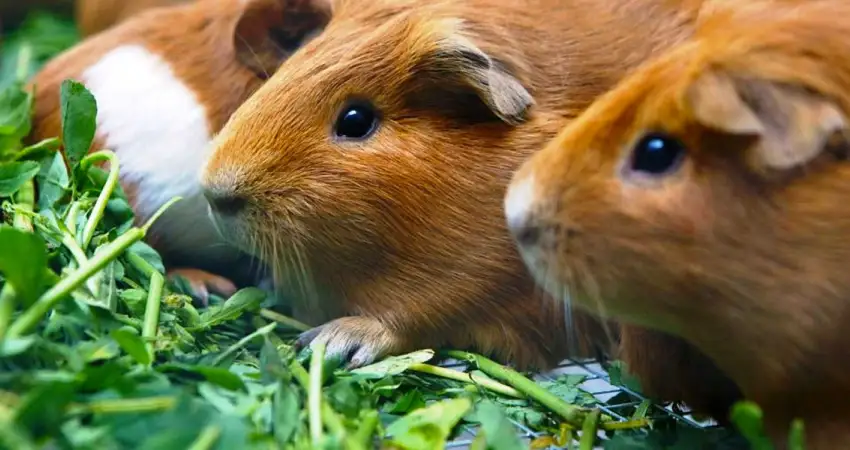 guinea pig