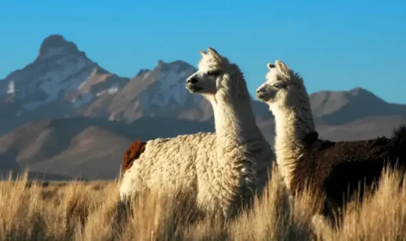 Llamas Vs Alpacas: Andean Ambassadors