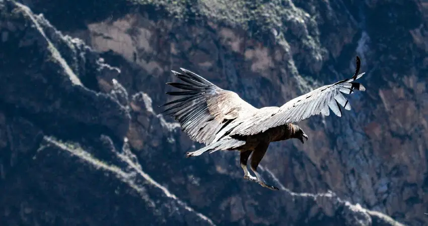 A Andean Condor soaring above a majestic mountain range, showcasing the beauty of Colca Canyon Tours from Arequipa.