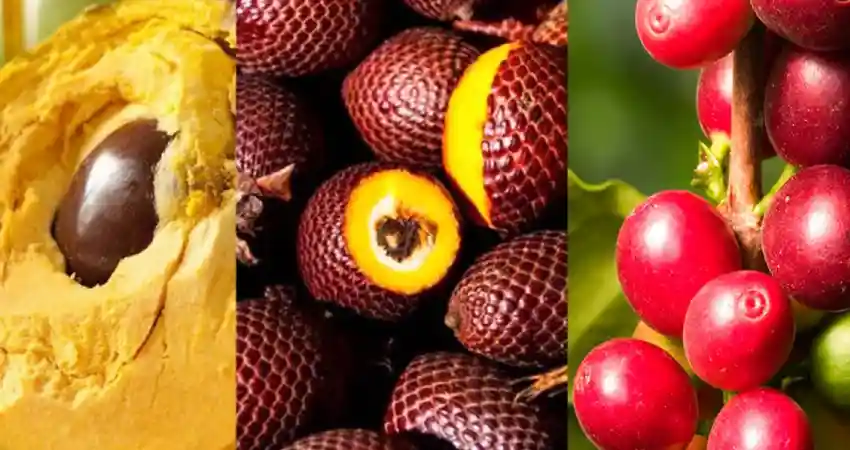 An infographic illustrating the health benefits of coffee and cocoa, featuring vibrant fruits from Peru.