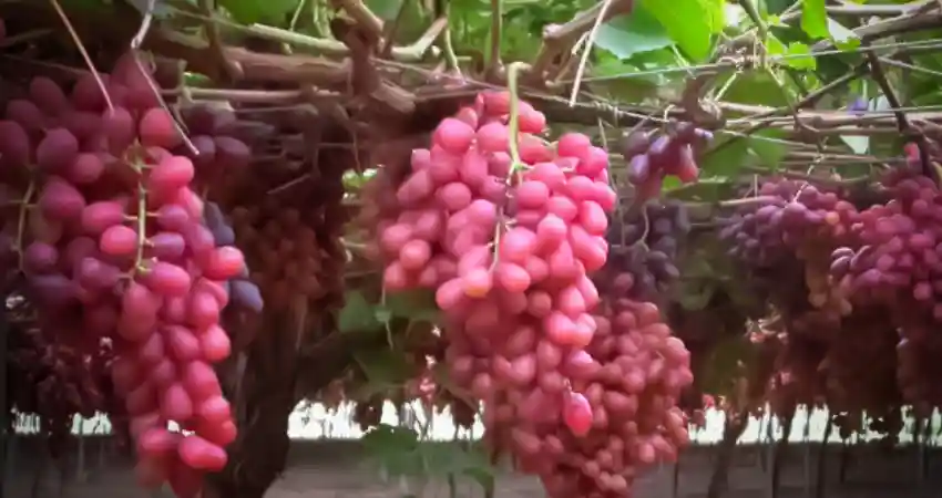 peruvian grape Seedless Crimson