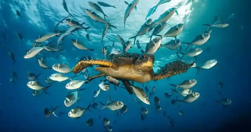 Luxury Galapagos and Machu Picchu Tours Galapagos islands