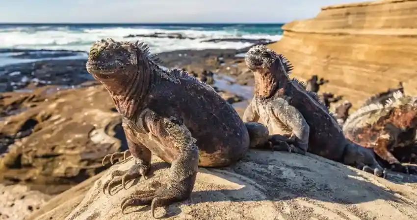 Luxury Galapagos and Machu Picchu Tours animals