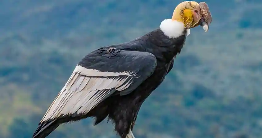 birds of machu picchu peru andean condor