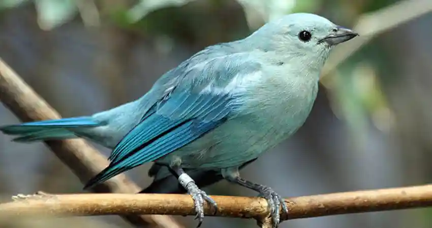 birds of machu picchu peru blue gray tanager
