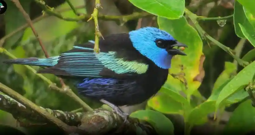 birds of machu picchu peru blue headed tanager