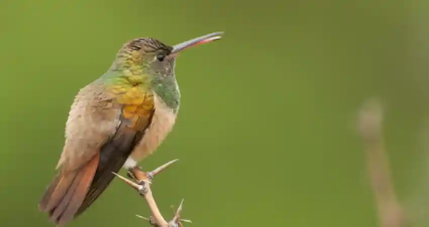 birds of machu picchu peru chesnut breasted hummingbird