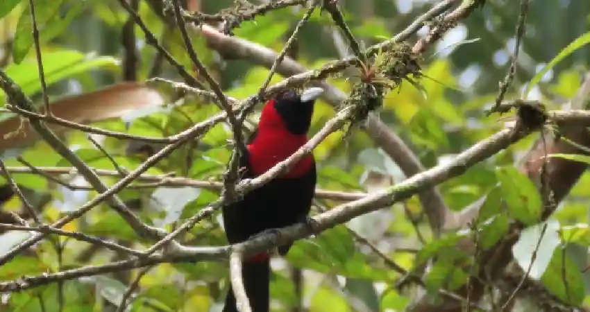 birds of machu picchu peru collar tailed tanager