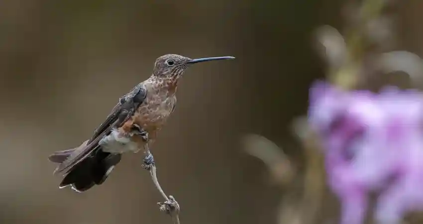 birds of machu picchu peru giant hummingbird
