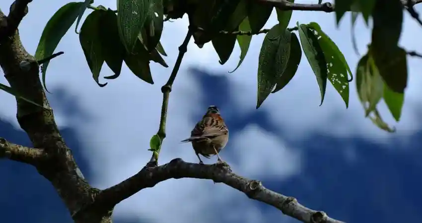Birds of Machu Picchu Peru 